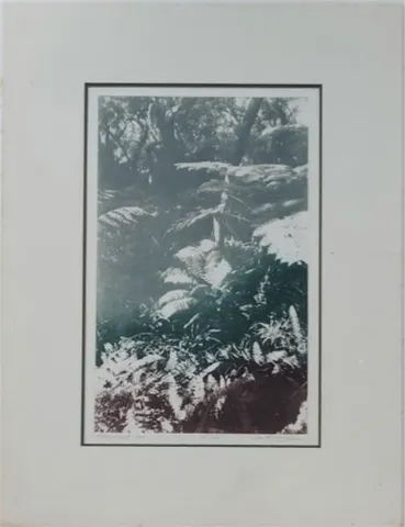 Pathway Canopy 3 – Open Silkscreen Print