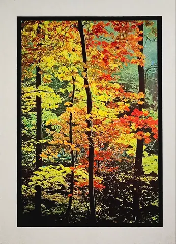 Autumn Forest Serenity – Poster Print