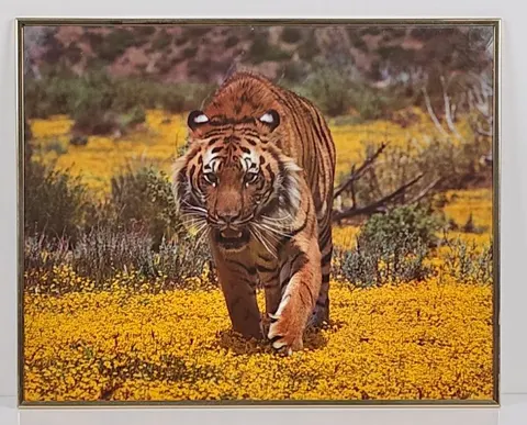 Tiger in Blooming Field