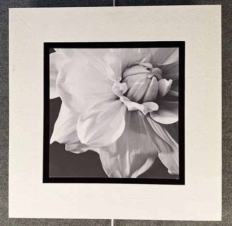 Monochrome Bloom