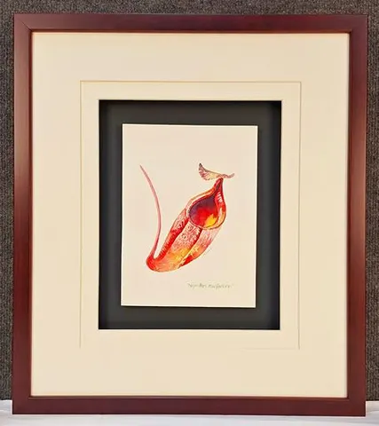 Watercolor Botanical – Nepenthes macfarlanei by Kim Peng (Framed)