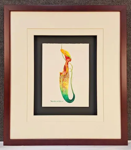 Watercolor Botanical – Nepenthes Rafflesiana I by Kim Peng (Framed)