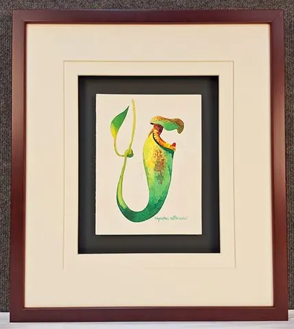 Watercolor Botanical – Nepenthes Rafflesiana IIby Kim Peng (Framed)