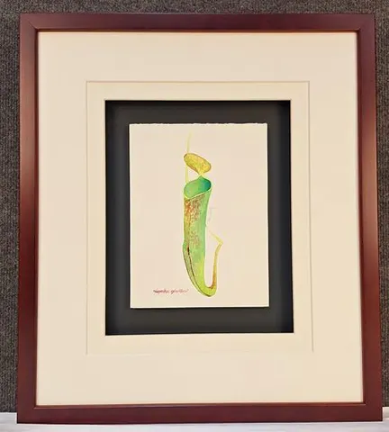 Watercolor Botanical – Nepenthes Gracillima by Kim Peng (Framed)