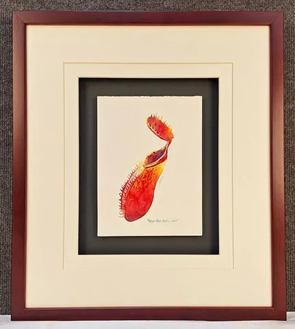 Watercolor Botanical – Nepenthes Tentaculata by Kim Peng (Framed)