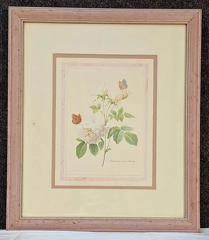 Rosier Aux Cent Feuilles (rose with a Hundred Petals oe Cabbage Rose)