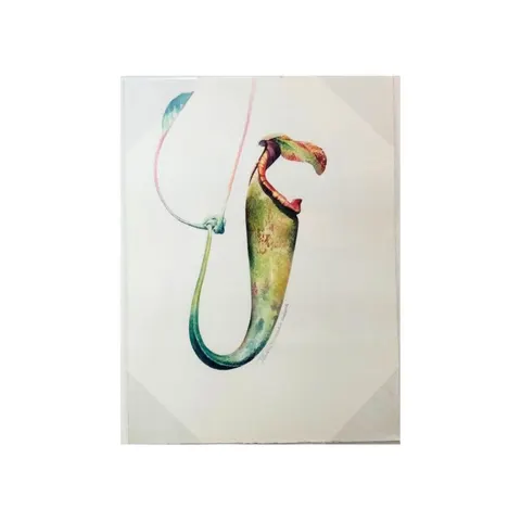 Nepenthes Bicakarata