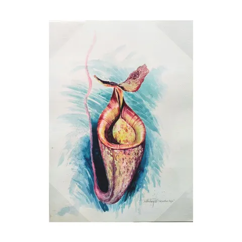 Nepenthes Raja