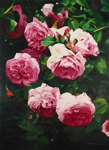 Pink Roses in Bloom – Zhou Kang (Oct, 2001)