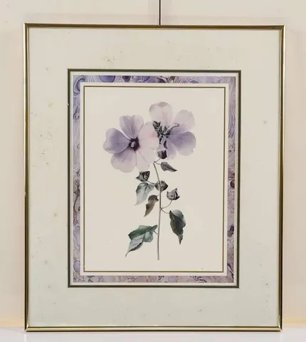 Petunia