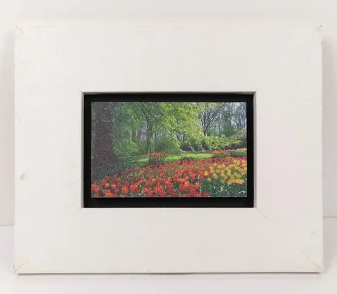 Framed Garden Tulip, Lithograph