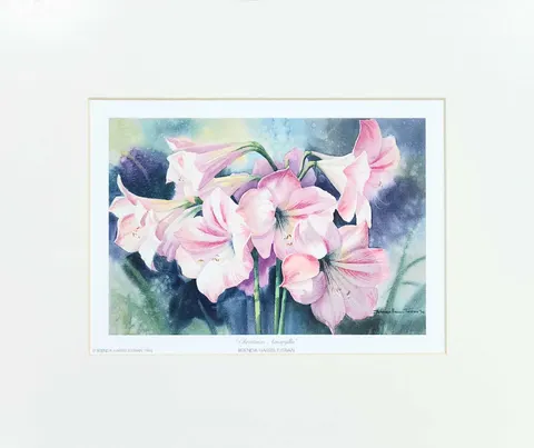 Christmas Amaryllis